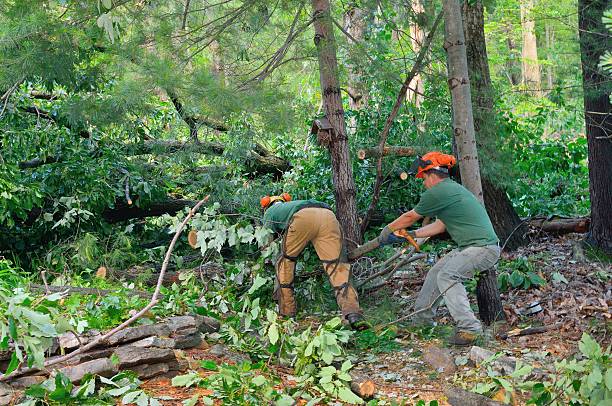 Professional Tree Services in Klamath Falls, OR